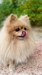 Fototapeta premium Pomeranian Spitz is a breed of dog 