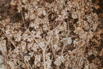 Fallen branches scattered on forest floor – symbol of firewood collecting, outdoor life, and the impact of tree cutting
