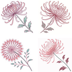 A chrysanthemum flower icon with multiple thin petals 
arranged in a radial pattern
