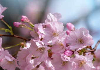 pink cherry blossoms