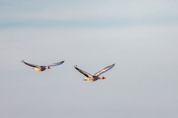 geese in flight