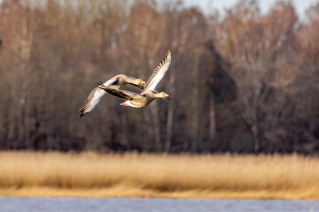 geese in flight