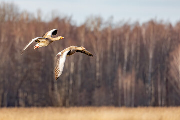 greylag geese flying