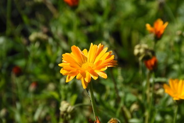 Radiant Calendula Flowers in Bloom
