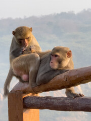 Naklejka premium Two monkey are finding ticks each other