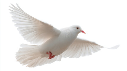 Fototapeta premium A white dove in flight with its wings spread wide against a bright white background in a studio shot