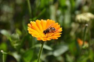Radiant Calendula Flowers in Bloom
