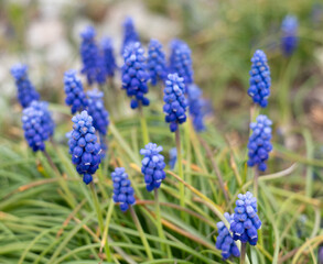 Fototapeta premium Close-up of vibrant blue grape hyacinths blooming in a garden during springtime, surrounded by green leaves and natural background.