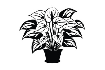 Striking Black And White Anthurium Potted Plant Illustration Featuring Glossy Leaves And Modern Style Aesthetics For Graphic Design Purposes