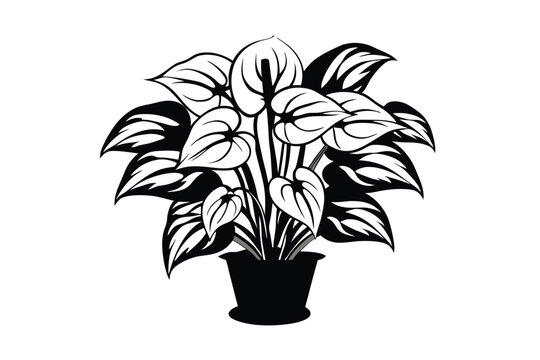 Striking Black And White Anthurium Potted Plant Illustration Featuring Glossy Leaves And Modern Style Aesthetics For Graphic Design Purposes