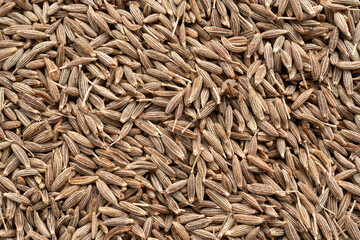 Cumin seed textured background. Caraway or fennel dry seeds close up pattern, zeera macro