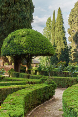 Garden in the park. Artistically trimmed tree and bushes in the form of a labyrinth. Selective focus