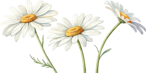 Fototapeta premium Three White Daisies