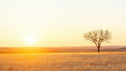 Fototapeta premium A solitary tree stands gracefully against a golden sunset in an expansive field. The warm light creates a serene atmosphere, highlighting the beauty of nature's simplicity.