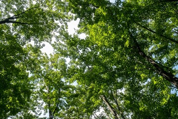 Fototapeta premium Lush Green Tree Canopies in Forest