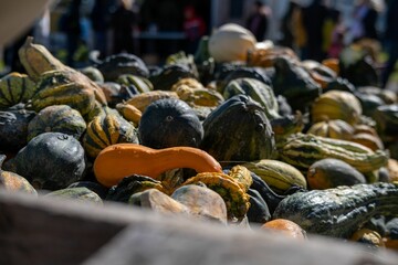 Person selecting a small white pumpkin at an outdoor market