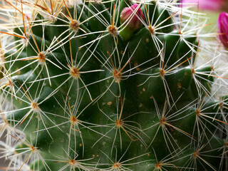Fototapeta premium Mammillaria, a flowering cactus at springtime
