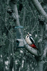 Great Spotted Woodpecker at feeder