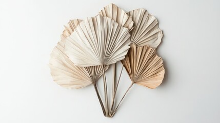 fan dried plants