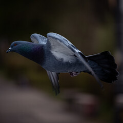 Pigeon in flight