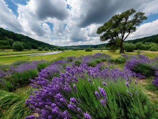 Obraz premium Serene Lavender Field Landscape in Tranquil Countryside Nature Photography Breathtaking View Peaceful Atmosphere