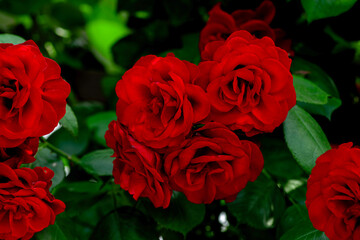 日本の岡山にあるバラ園のバラ