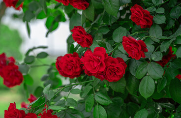 日本の岡山にあるバラ園のバラ