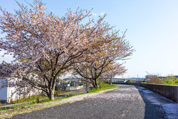 日本の岡山県岡山市の桜の終わり