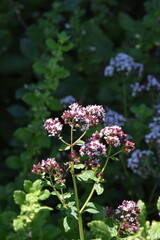 Wild Thyme Herb Growing in Natural Habitat