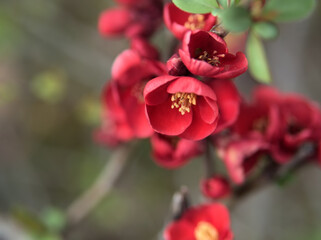 4月に咲いた可愛いボケの花