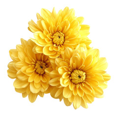 Bright yellow chrysanthemums blooming beautifully on a clean transparent background for visual elegance and freshness, yellowc hrysanthemums on transparent background