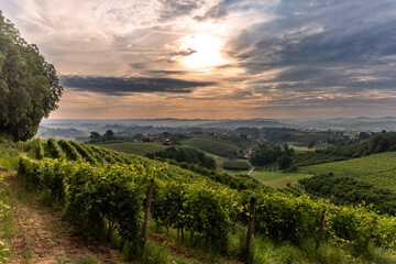 Naklejka premium Sunrise over vineyards near Cisterna D'asti, Piedmont