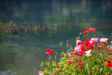 양귀비, 자라섬