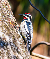 Yellow bellied sapsucker