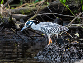 Yellow crowned night heron