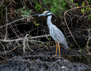 Yellow crowned night heron