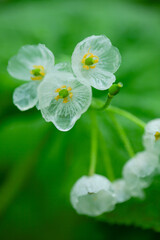 雨に濡れ透明になるサンカヨウの花1