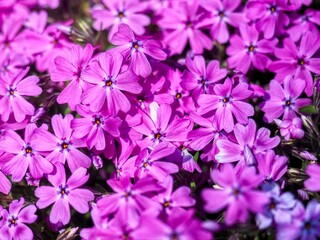 자연 야생화 앵초