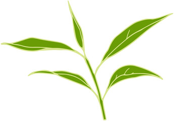 Obraz premium Matcha tea leaves illustration 