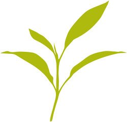 Green tea leaves silhouette

