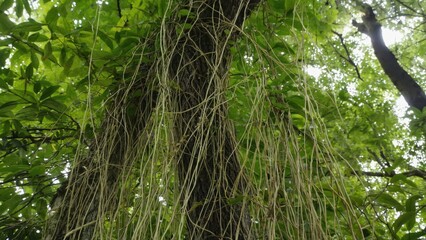 Fototapeta premium Vibrant epiphytes growing on tree trunks and moss-covered rocks in a lush tropical forest.