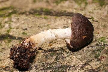 カサが完全に開いていない若齢ウラベニガサキノコ全体像（自然光+ストロボマクロ接写）