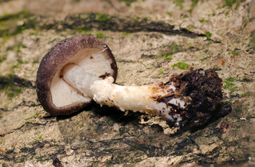 カサが完全に開いていない若齢ウラベニガサキノコ全体像（自然光+ストロボマクロ接写）