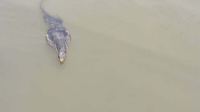 Monitor lizards are reptiles that are good swimmers.