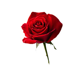 A beautiful red rose stands elegantly against a clean transparent background, symbolizing love and beauty, Red rose transparent background