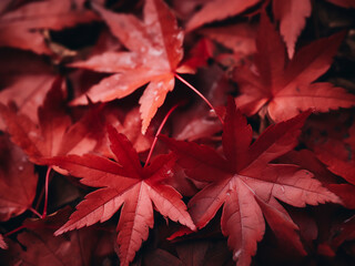 Red maple leaves changing from scarlet to maroon, capturing the essence of autumn