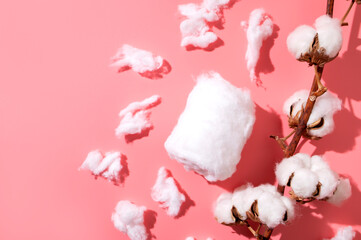 Cotton branch with white flowers and pieces of cotton wool on pink background top view. Organic cotton, dry flowers, eco material fiber for making fabric, cosmetics, hygiene products