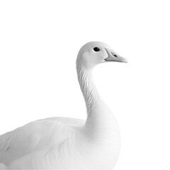 Fototapeta premium White goose portrait against black background elegant bird wildlife nature animal photography