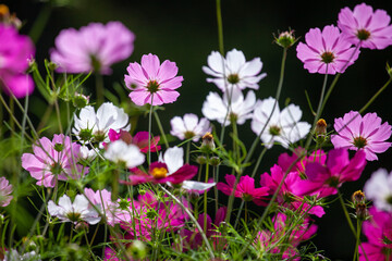 Obraz premium 秋の陽の透過光が美しい彩どりのコスモス3