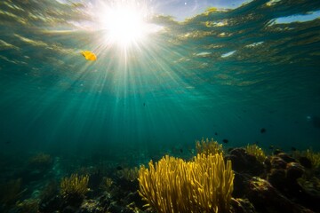 A wide-angle view captures a lively coral reef filled with various fish and marine life, as sunlight streams down through the crystal-clear water above